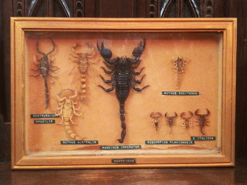 Glass frame with scorpions