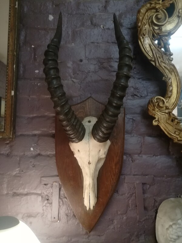 Massacre antelope trophy on oak coat of arms
